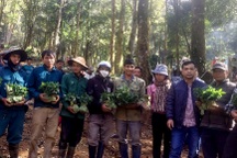 Thủ tướng tặng 12.000 cây giống sâm Ngọc Linh cho người dân Kon Tum