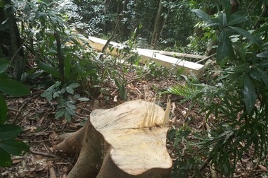 Trưởng phòng bảo vệ rừng bị kẻ lạ mặt hành hung tại trụ sở