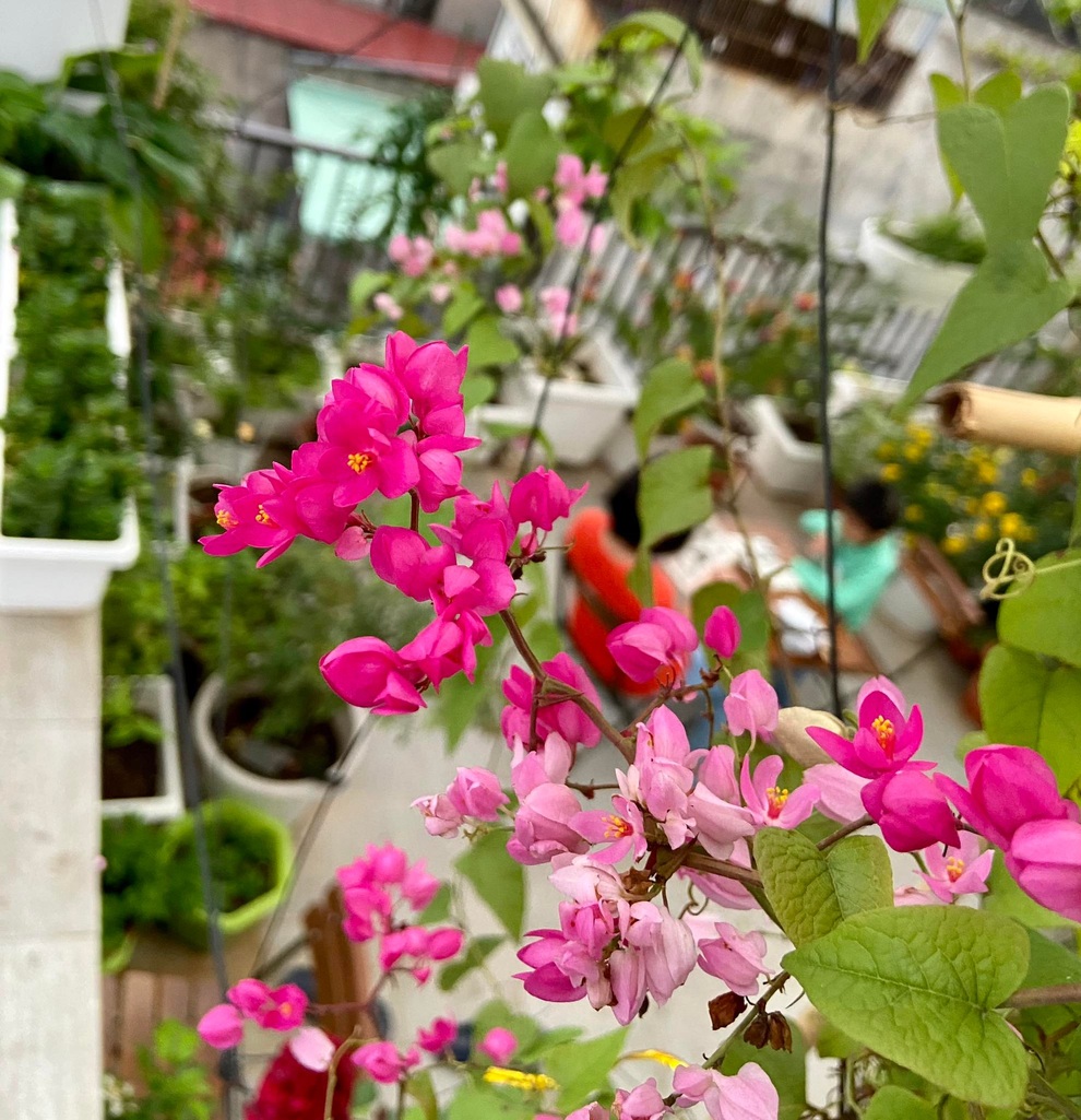 Mẹ đảm Hải Phòng đưa quê về phố, làm vườn hoa thơ mộng trên nóc nhà - 9 Mẹ đảm Hải Phòng đưa quê về phố, làm vườn hoa thơ mộng trên nóc nhà - 9