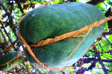 Nông dân làm dây giữ bí đao nặng nửa tạ trên giàn từ chất liệu gì?