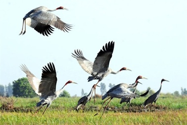 8000 con cò ốc quý hiếm bay về Vườn Quốc gia Tràm Chim
