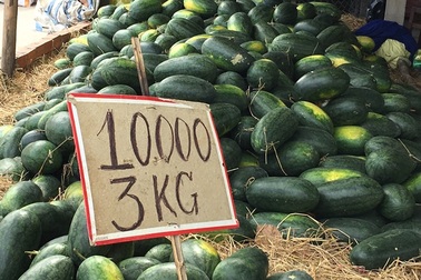 Dưa hấu rớt giá thảm, 10.000 đồng/3 kg