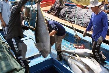 Lương lao động VN làm thuyền viên tàu cá tại Đài Loan không dưới 20.000 Đài tệ