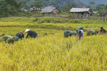 Bộ đội lội ruộng giúp bà con dân bản gặt lúa sau mưa lũ