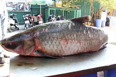 Cá trắm "khủng" 42 kg từ hồ Thác Bà về Hà Nội