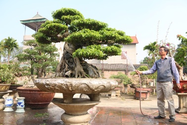 Chiêm ngưỡng sanh cổ dáng phượng giá triệu đô của ông vua cây cảnh Việt Nam