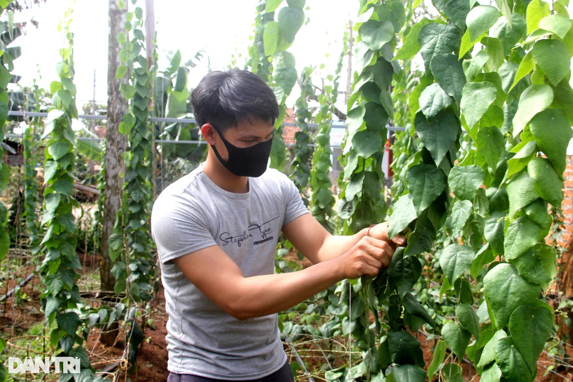 Trồng loài cây hoang dại, nhà nông cao nguyên hái tiền triệu mỗi tháng - 3 Trồng loài cây hoang dại, nhà nông cao nguyên hái tiền triệu mỗi tháng - 3