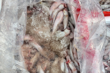 Phát hiện hơn 3 tấn cá khoai có chất rất độc