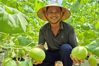 Nông dân chỉ học hết lớp 2 thành triệu phú nhờ trồng dưa quý