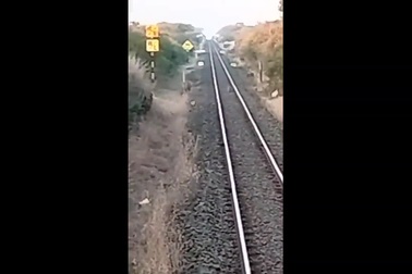 Lái tàu dừng khẩn cấp để tránh mẹ con sư tử băng qua đường sắt