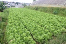 Mưa lớn kéo dài, rau xanh Đà Lạt tăng giá kỷ lục