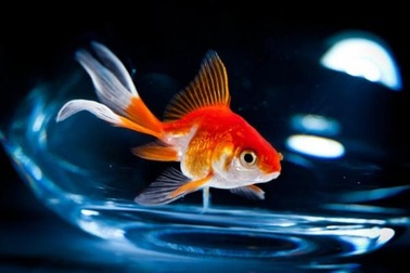 Cá vàng tự sản xuất ra rượu để sống sót khi thiếu khí ô-xy