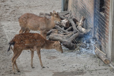 Đốt lửa, bật nước nóng để sưởi ấm cho động vật ở vườn thú Hà Nội