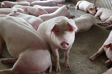Giá lợn giảm mạnh, người mua mừng rỡ, dân buôn héo hon