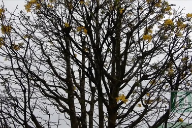 Xuất hiện nhiều cây mai “khủng” tại chợ hoa Tết Đà Nẵng