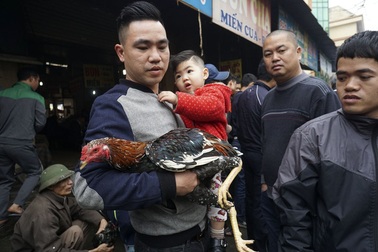 Sống chậm ở phiên chợ gà chọi Hà Nội ngày 30 Tết