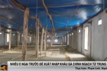 "Phát sốt" với đề xuất nhập khẩu gà chính ngạch từ Trung Quốc