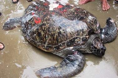 Thả con rùa "khổng lồ" về biển