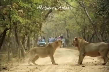 Sư tử cái gầm gào, tát liên tiếp vào mặt con đực