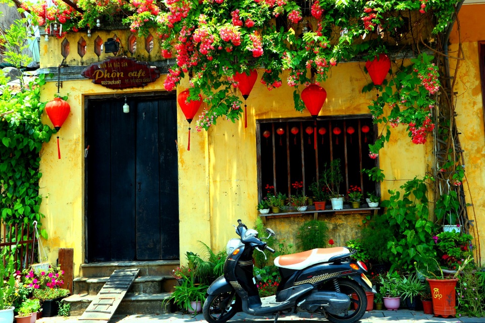 Rực rỡ sắc hoa muồng hoàng yến ở phố cổ Hội An - 12 Rực rỡ sắc hoa muồng hoàng yến ở phố cổ Hội An - 12