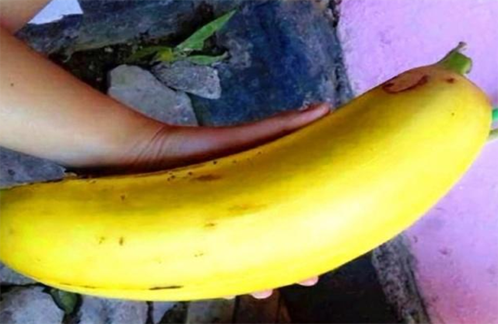 Bí ẩn về quả chuối khổng lồ dài 30cm, nặng 6kg, 4 người mới ăn hết - 3 Bí ẩn về quả chuối khổng lồ dài 30cm, nặng 6kg, 4 người mới ăn hết - 3