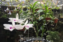 Giới chơi lan đột biến tiết lộ về các "chậu không đồng" nhưng thu bạc tỷ