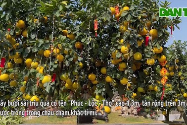 Độc lạ cây bưởi 400 quả giá trăm triệu hút khách dịp Tết ở Hà Nội