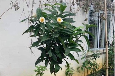 Dân chơi "phát sốt" bạch hải đường, chuyên gia nói "cây đó rất bình thường"