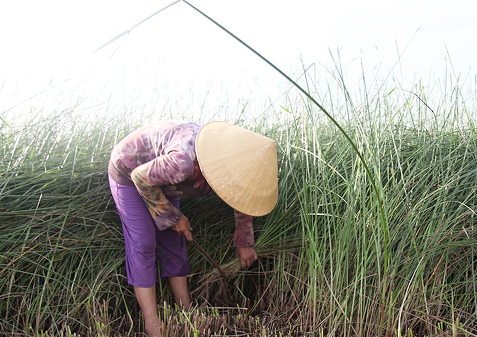 Về ốc đảo Hồng Lam giữa mùa thu hoạch cói - 4 Về ốc đảo Hồng Lam giữa mùa thu hoạch cói - 4