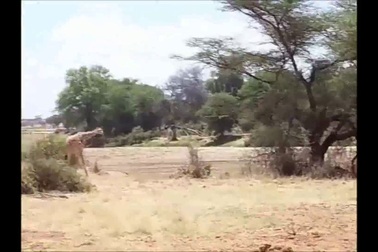 Choáng với đòn quật ngã hươu cao cổ trong nháy mắt của sư tử