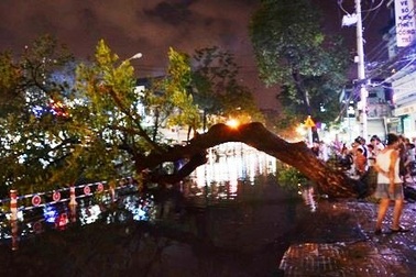 Cây cổ thụ bật gốc, đè trúng người đi đường