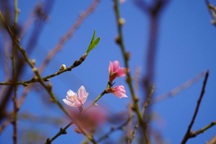 Thanh Hóa cấm cán bộ đi chúc Tết cấp trên, không tự ý đi dự lễ chùa