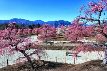 Vòng quanh Nhật Bản ngắm hoa mơ: Những địa điểm có hoa mơ đẹp nhất