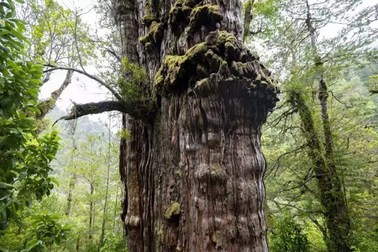 Đại thụ 5.000 năm tuổi lâu đời nhất thế giới, khách không được tiếp cận