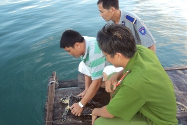 Thả đồi mồi quý hiếm về với biển