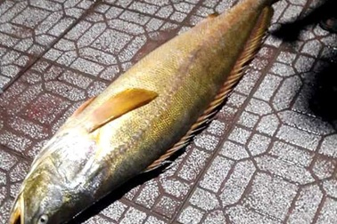 Bắt được cá đường quý hiếm cả chục năm mới xuất hiện ở Cà Mau