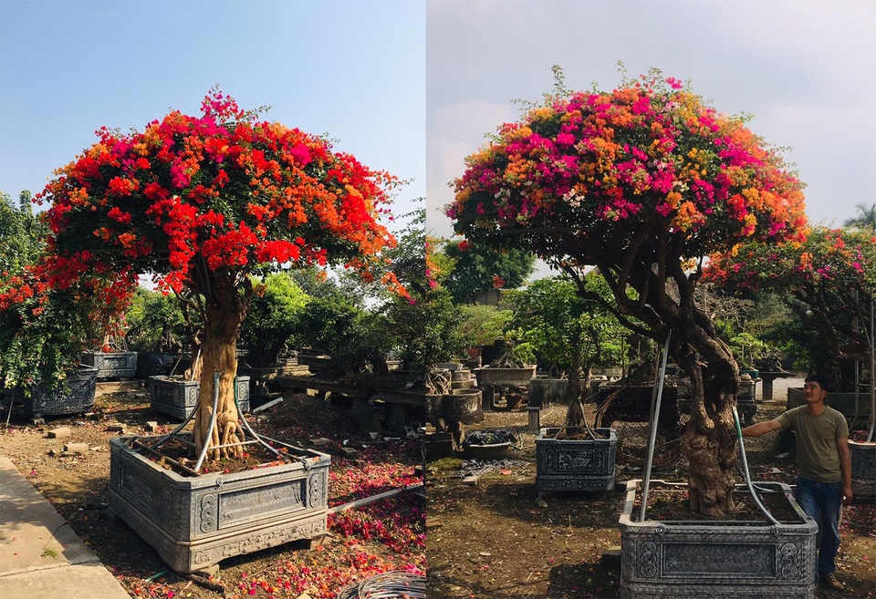 Chơi Tết sang: Đại gia đổi cả chung cư tiền tỷ lấy cây hoa giấy 5 màu - 4 Chơi Tết sang: Đại gia đổi cả chung cư tiền tỷ lấy cây hoa giấy 5 màu - 4