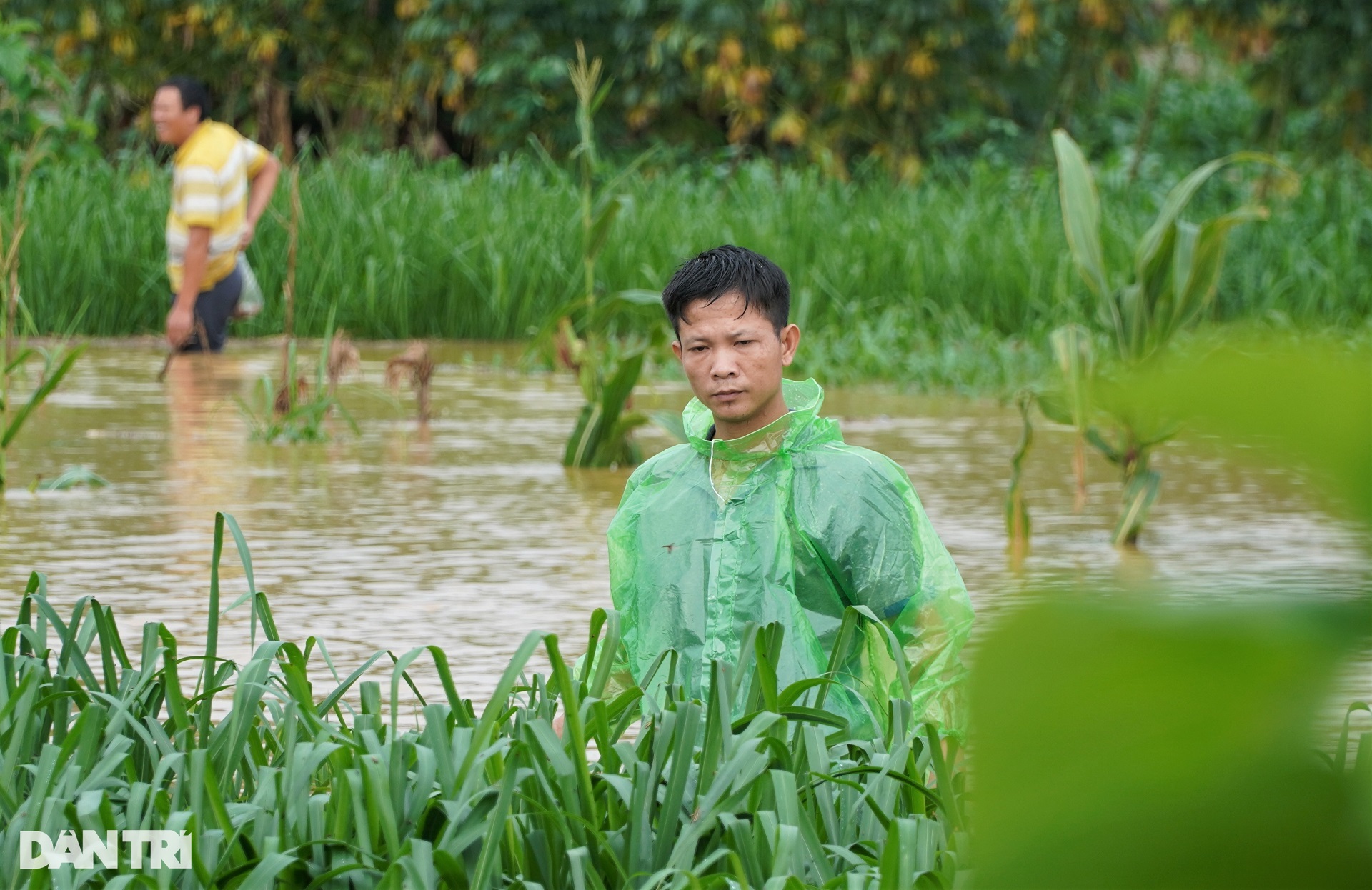 View - Nước lũ cuồn cuộn nhấn chìm cầu tràn, người dân vẫn liều mình bắt cá | Báo Dân trí