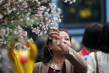 Những hình ảnh chưa đẹp tại Lễ hội hoa anh đào 2017