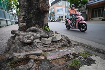 Hàng loạt cây xanh ở TPHCM bị bê tông, gạch lát vỉa hè "bóp nghẹt"