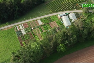 Mê mẩn vườn nông sản hữu cơ cung cấp đủ rau trái cho 50 hộ gia đình