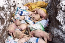 Bệnh dịch tả lợn Châu Phi lan đến Sóc Trăng