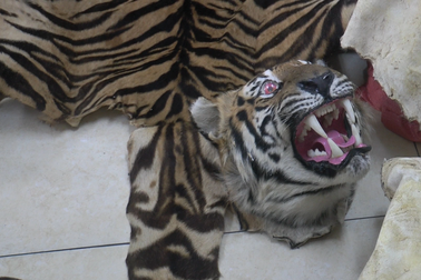 3 bộ da và cặp đầu hổ trên chiếc taxi đỗ sau sân bóng