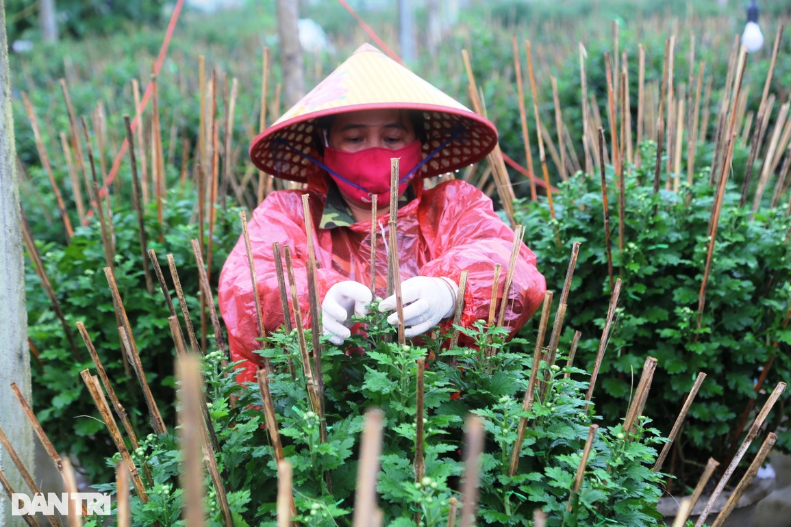 Nghề ngắt lá, bẻ nụ hái ra tiền dịp Tết - 1 Nghề ngắt lá, bẻ nụ hái ra tiền dịp Tết - 1