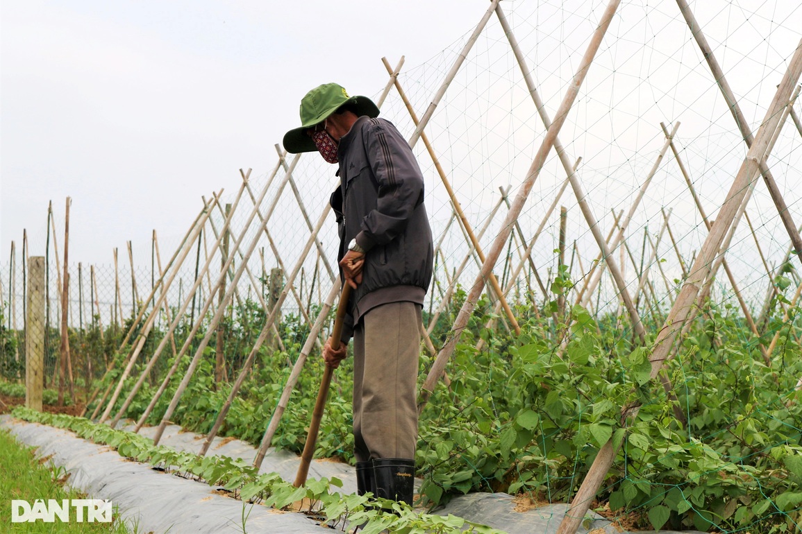 Nông dân làng rau lớn nhất Quảng Nam đội mưa lạnh, tất bật lo vụ Tết - 7 Nông dân làng rau lớn nhất Quảng Nam đội mưa lạnh, tất bật lo vụ Tết - 7