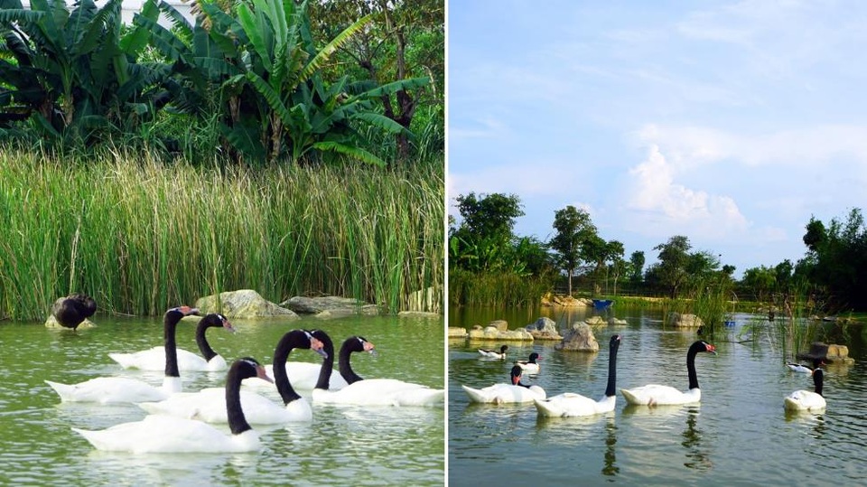 Những thú non bán hoang dã sinh ở Vinpearl Safari ngày ấy và bây giờ - 7 Những thú non bán hoang dã sinh ở Vinpearl Safari ngày ấy và bây giờ - 7