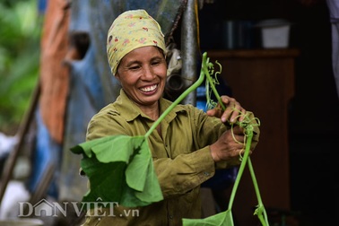 Cặp chị em trồng rau bí, bỏ túi tiền triệu mỗi ngày ở "đảo hoang" giữa Thủ đô