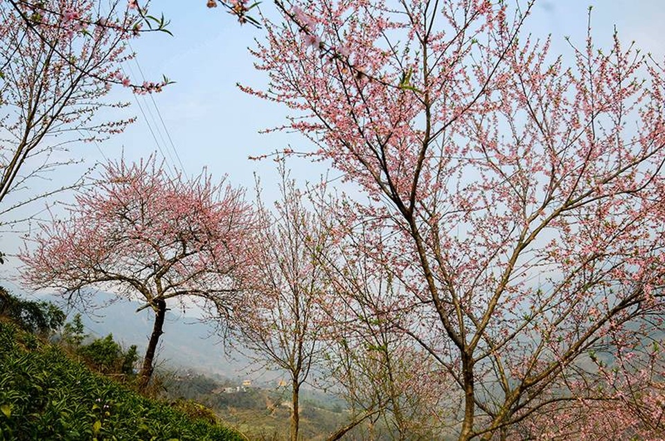 Hoa đào núi Tây Bắc khoe sắc hồng tuyệt đẹp trong nắng xuân - 6 Hoa đào núi Tây Bắc khoe sắc hồng tuyệt đẹp trong nắng xuân - 6