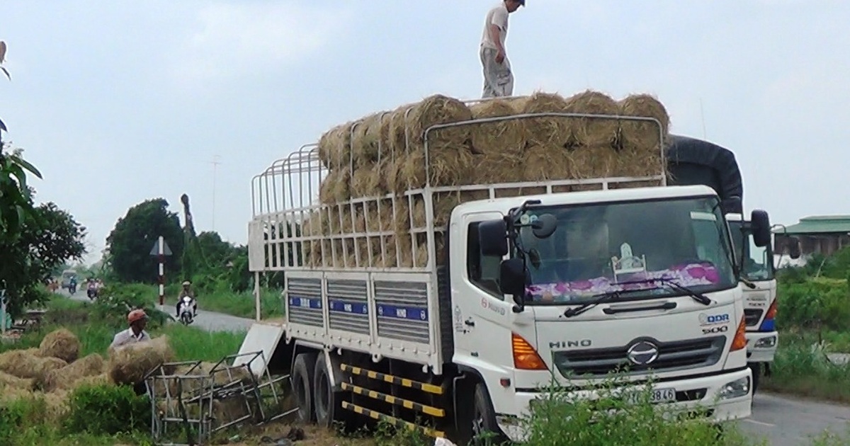 Bỏ túi tiền triệu mỗi ngày nhờ nghề mua ... rơm | Báo Dân trí