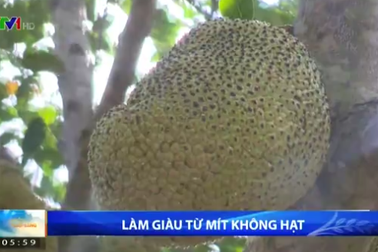 Làm giàu từ... mít không hạt